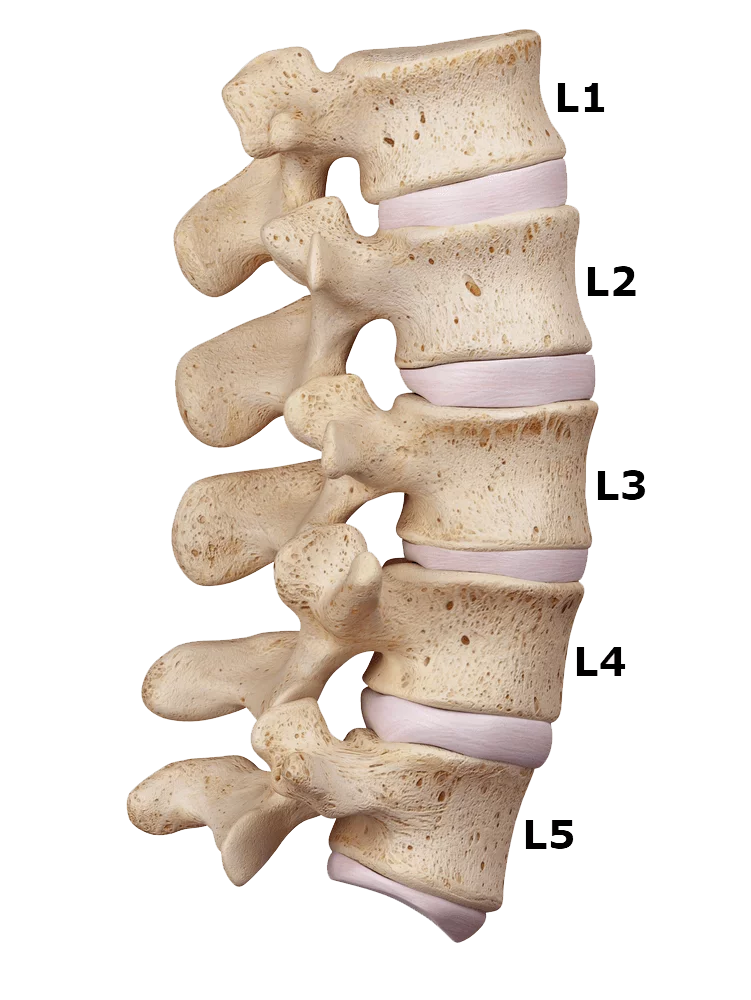 lumbar labeled model